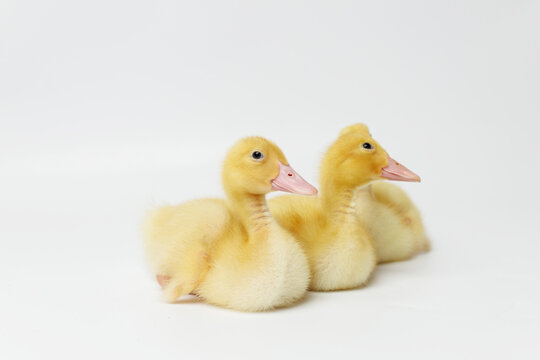 Funny ducklings on a gray background