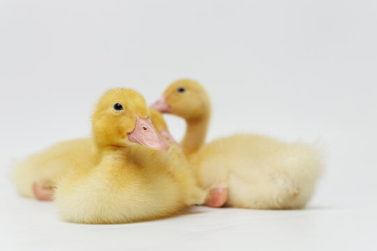 Funny ducklings on a gray background