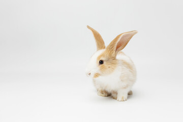 Obraz premium funny rabbit on a white background