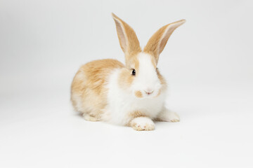 Obraz premium funny rabbit on a white background