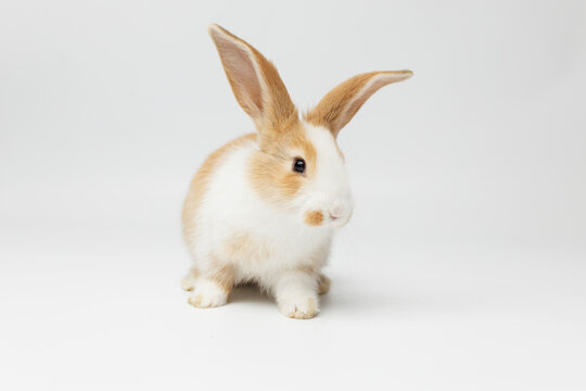 funny rabbit on a white background