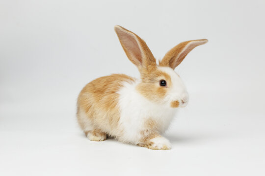 funny rabbit on a white background