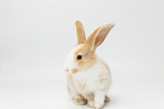 funny rabbit on a white background