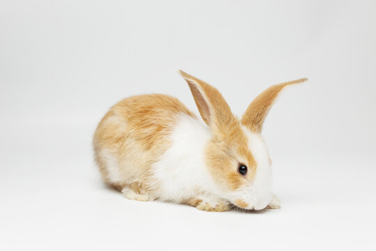 funny rabbit on a white background