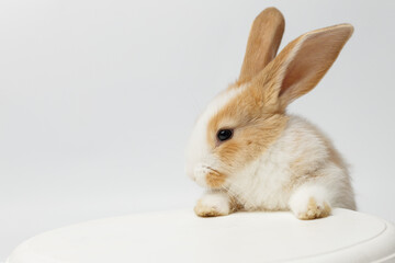 Fototapeta premium funny rabbit on a white background