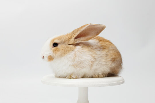 funny rabbit on a white background
