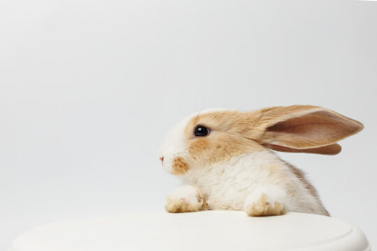 funny rabbit on a white background
