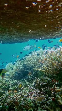 Orbit shot revealing diverse fish species taking refuge under a tabling acropora (Acropora cytherea) giving a surreal dreamy underwater scene of the rich ecosystem and biodiversity of Dauin, Philippin