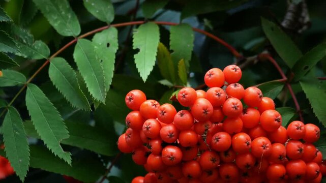 Closeup view of juicy scarlet rowanberries, feathery leaves. Rowan orange ripe fruits using for cooking jelly, jams, drinks, alcoholic beverages. Branches of Mountain ash deciduous tree. 4K UHD 2160p