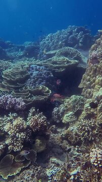Dolly forward swimming pov to a shallow ravine filled with myriad coral colonies before ascending to reveal the majestic coral reef in the renowned diving destination of Dauin, Philippines