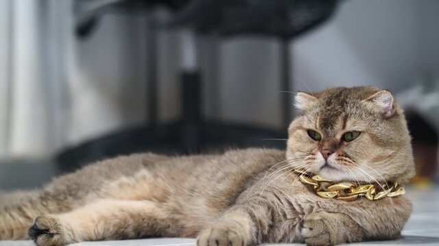 Scottish Fold cat with brown fur, short hair, and green eyes lying relaxed indoors wearing chunky gold chain, exuding luxury and elegance adorable, pampered, playful, stylish, calm, confident