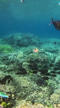 Dolly forward along the busy coral reef and tracking the movement of a streamlined spinefoot (Siganus argenteus) swimming towards the camera before swimming away and circling back. Dauin, Philippines