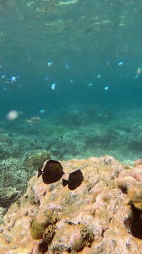 Dolly forward, pair of brown tang (Zebrasoma scopas) foraging on a coral mound while schools of green chromis (Chromis viridis) are feeding on planktons near the surface during a phytoplankton bloom