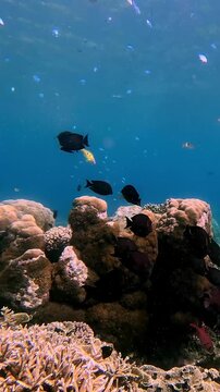 Tracking shot following a school of Brown surgeonfish (Acanthurus nigrofuscus) and Brown tang (Zebrasoma scopas) cruising along the reef before descending into a feeding frenzy among the dense corals 
