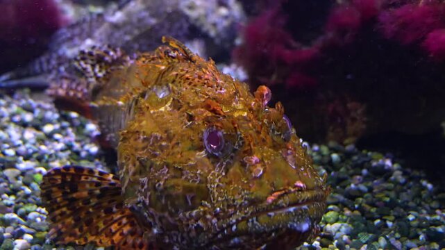 Close up of two stone fish ghoul resting on the sea ground underwater beside a coral reef. with rack focus