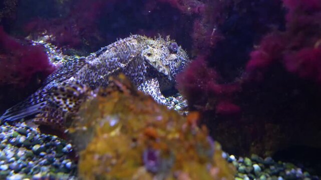 Close up of two stone fish ghoul resting on the sea ground underwater beside a coral reef. with rack focus