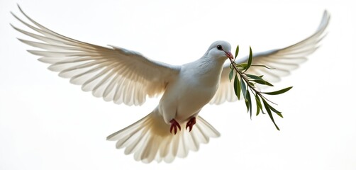 Fototapeta premium White dove flies with green olive branch in beak. Bird wings spread wide against bright light. Symbol of peace hope freedom nature. Minimalist pure bird imagery.