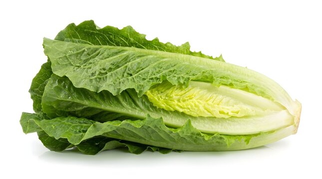 Fresh Organic Romaine Lettuce Heart Isolated on White Background, Vibrant Green Salad Vegetable for Healthy Eating and Culinary Cooking, Nutrient Rich Raw Leafy Greens for Diet and Nutrition