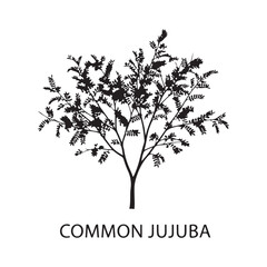Fototapeta premium Silhouette of a Common Jujuba tree, large leafy botanical plant vector.