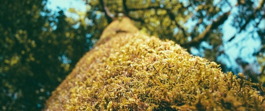 Nature, Landscape, Forest, Mountains, Trees, ent, Hunise, Sunset, Wilderness, Laves, Environment, Horizon n, Peaceity, Background, igh Quality, Natural Light, Purity, Background, HighQuality, Natural 