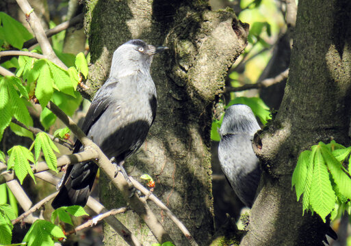 Two Jackdaws (Corvus monedula) in a tree