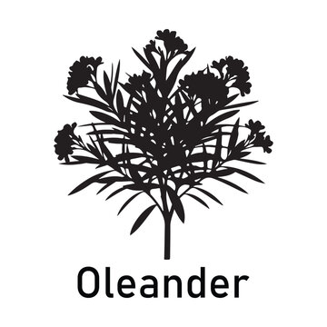 Silhouette of Oleander flowering shrub