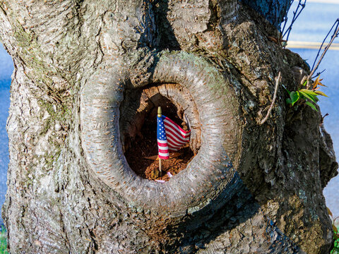 A neighbor on this suburban street has placed a miniature American flag in a knothole on an ancient cherry blossom tree