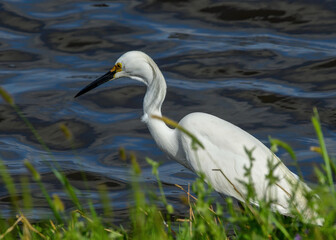 Fototapeta premium Snowy Egret at a Texas NWR
