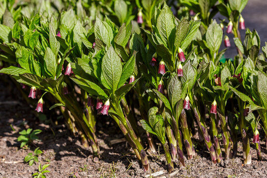  Scopolia carniolica ( Scopolia caucasica, mandragora) is a rare, very beautiful plant native to the mountain ranges of the Caucasus