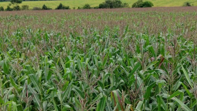 Expansive green cornfield under a cloudy sky in Goias, Brazil