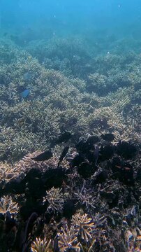 Group of brown tang (Zebrasoma scopas) and brown surgeonfish (Acanthurus nigrofuscus) in frenzied erratic movements while feeding on planktons carried by the water current. Dauin, Philippines