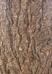 Obraz premium Detailed texture of old tree bark background