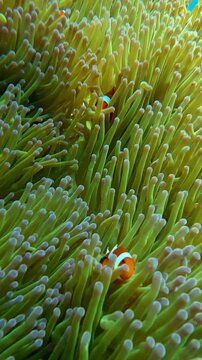 Several ocellaris clownfish (amphiprion ocellaris) hiding among the swaying tentacles of a sebae anemone (radianthus crispa). Dauin, Philippines