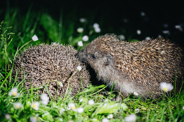 Two hedgehogs during mating season in green grass © Maksym