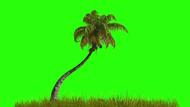 Tropical palm tree and grass swaying in the wind on a transparent background with alpha channel.
Travel, trip, tourism, vacation, relax, weekend