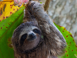 A three-toed sloth hangs from a branch of its food tree to eat. © KKern