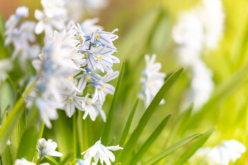 White spring flowers of Puschkinia scilloides Adams, spring season in the garden © anettastar