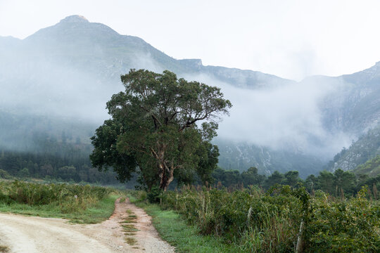 early morning fog, Swellendam, South Africa