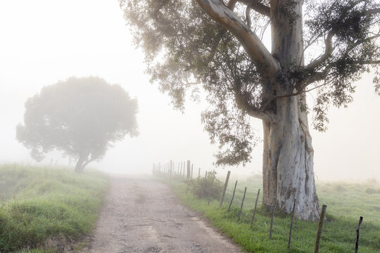 early morning fog, Swellendam, South Africa