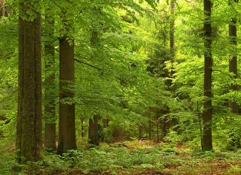 Green deciduous forest with the first leaves on the trees in spring.