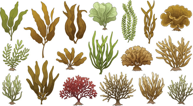 Diverse illustrations of marine algae and seaweed varieties in underwater environments Vector