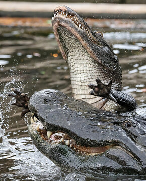 American Alligator Collision Florida Animals