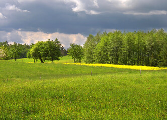 Wide green glade surrounded by a lush forest under a framatic stormy sky. Quiet spring day in the nature. © puchan