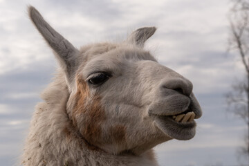 Fototapeta premium Lama