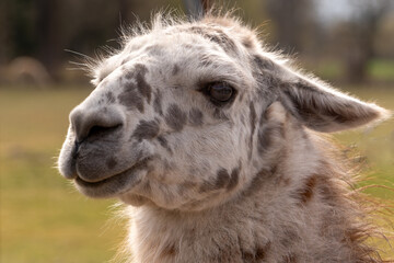 Lama © Frank