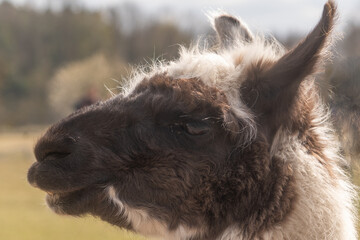 Lama © Frank