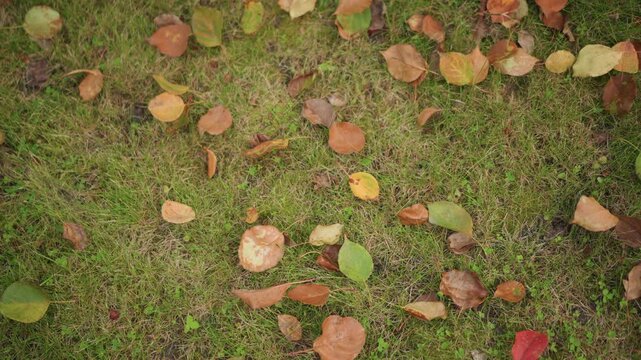 Autumn leaves on grass closeup texture. Overhead view of colorful fallen leaves scattered across mossy lawn, soft warm light, subtle wind movement, rich seasonal tones, ideal for nature montage,