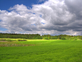 Wide green glade surrounded by a lush forest under a framatic stormy sky. Quiet spring day in the nature. © puchan