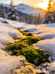 Naklejka premium Macro World of Forest Moss and Lichen