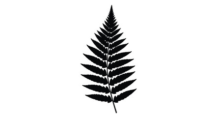 A detailed black fern frond against a white background silhouette © md